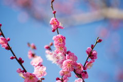 小田原フラワーガーデン【梅：道知辺】②20170128