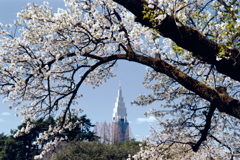 新宿御苑【桜：大島桜】②20210323銀塩NLP