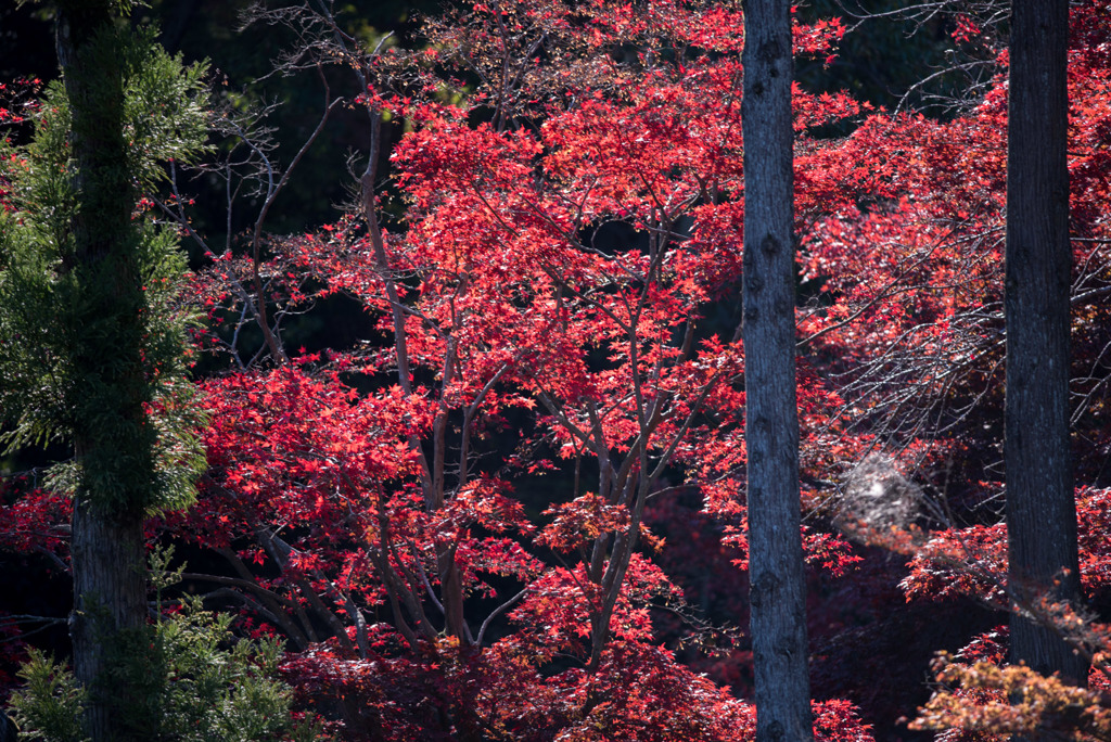 薬師池公園【旧荻野家手前の紅葉】②20181123