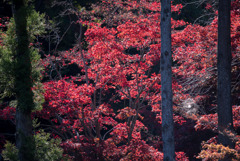 薬師池公園【旧荻野家手前の紅葉】②20181123