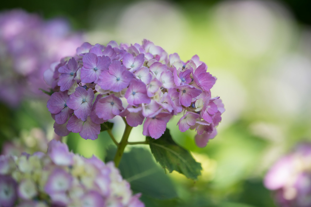 【相模原北公園(紫陽花：ミセスクミコ)】20160611