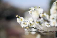 大倉山公園梅林【梅の花：月影】20260206