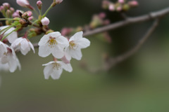 小石川植物園【ソメイヨシノのアップ：100 mm】②20190331