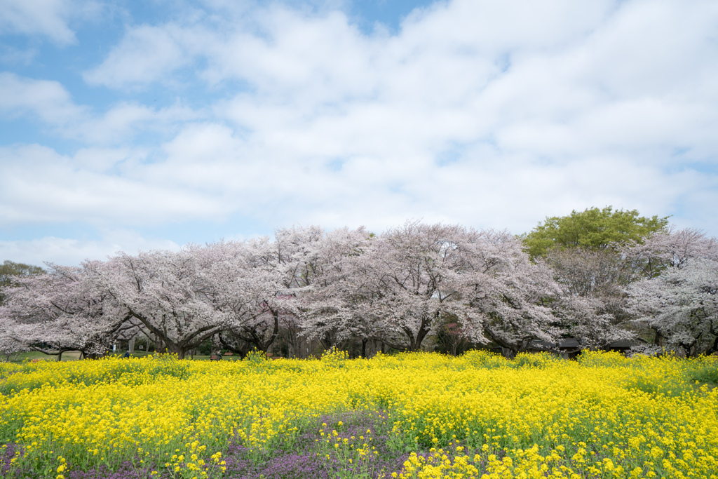 昭和記念公園【桜の園：桜林と菜の花】③20230329