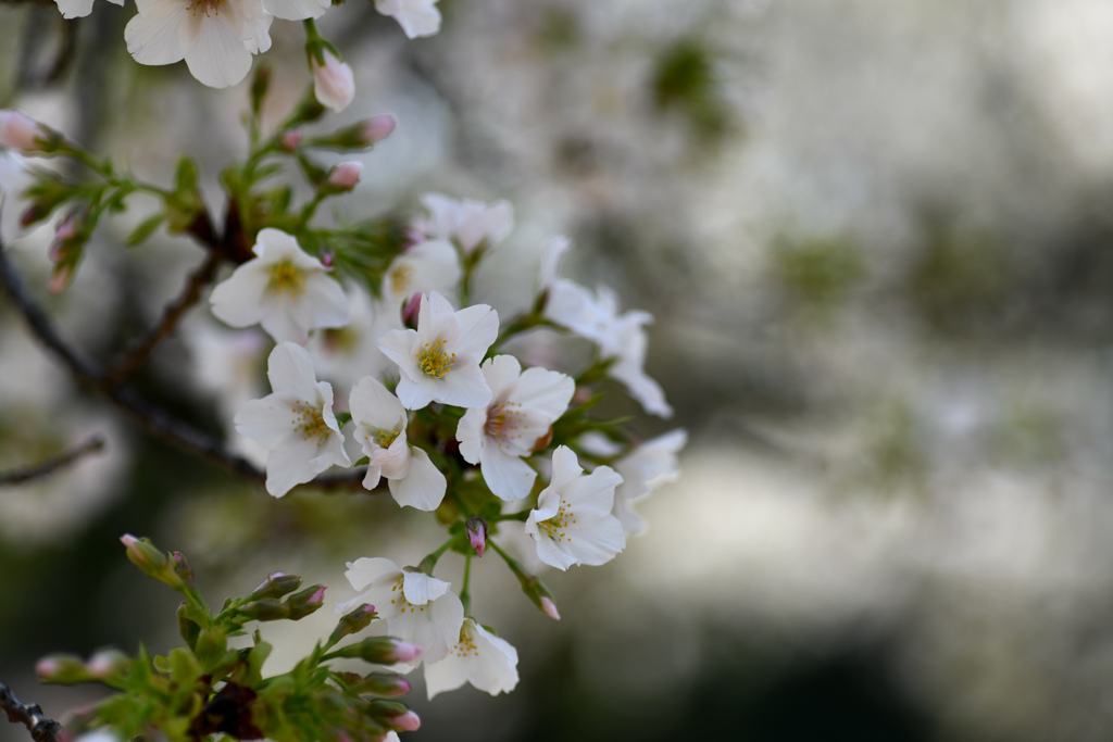 新宿御苑【サクラ：大島桜】①20240402