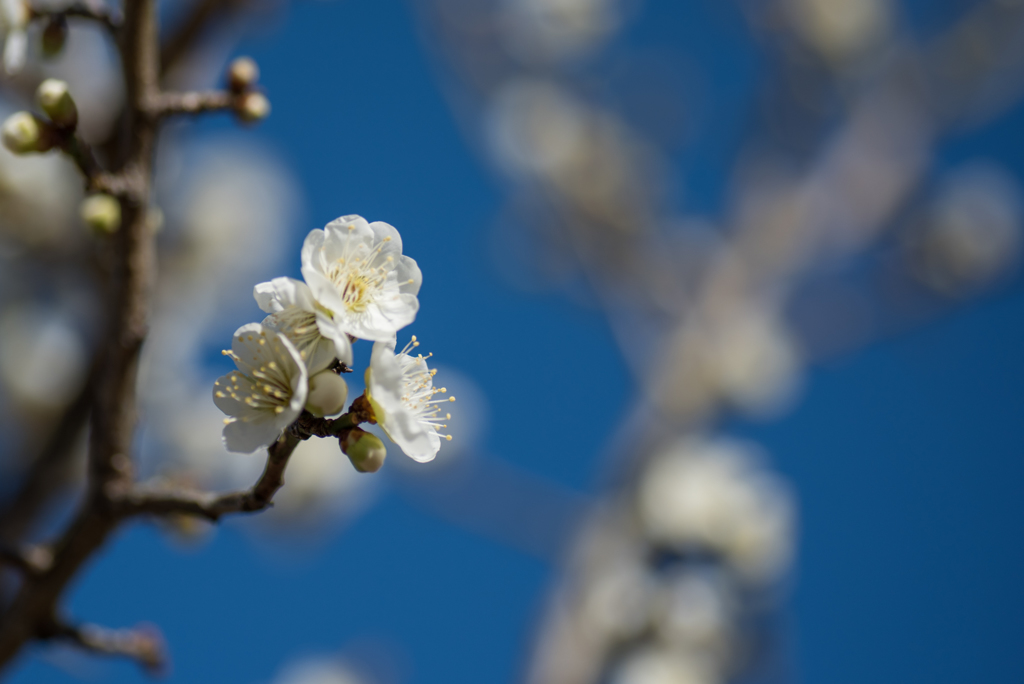 小田原フラワーガーデン【梅：一重緑萼】②20170128