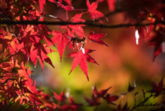 神代植物公園【かえで園の紅葉】⑧20181208
