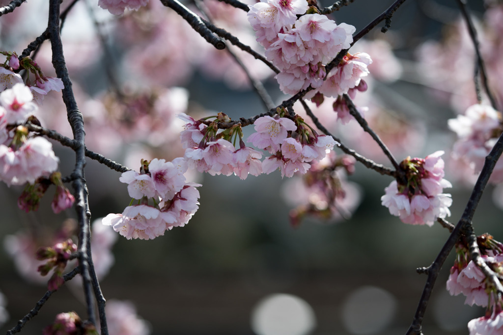 大船フラワーセンター【大寒桜】①20200301