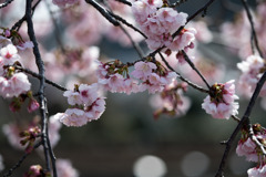 大船フラワーセンター【大寒桜】①20200301