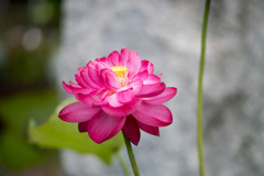 大船フラワーセンター【蓮の花：紅富士】①20200705