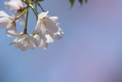 新宿御苑【サクラ：大島桜】④20190324
