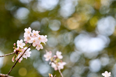 薬師池公園【玉繩桜：近景】③20250310