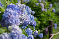 相模原麻溝公園【紫陽花：ヒメアジサイ】20170624