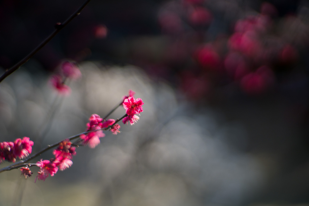 大倉山公園梅林【鹿児島紅】②20210228