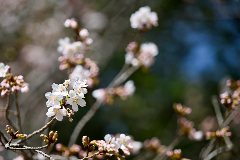 王禅寺ふるさと公園【玉縄桜：近景】20250301
