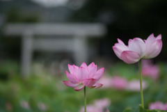 小山田神社【大賀蓮】②20170729