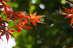 【近所の緑道の紅葉】④20161126