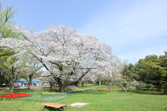 昭和記念公園【染井吉野(渓流広場)】20250408