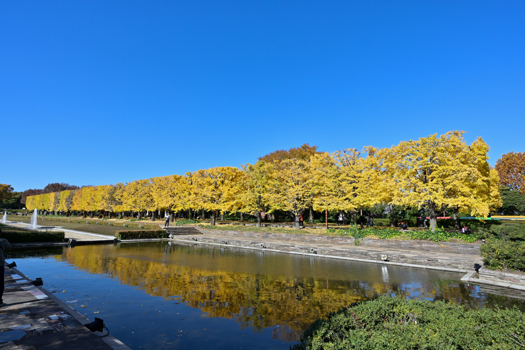 昭和記念公園【カナールのイチョウ】20251117