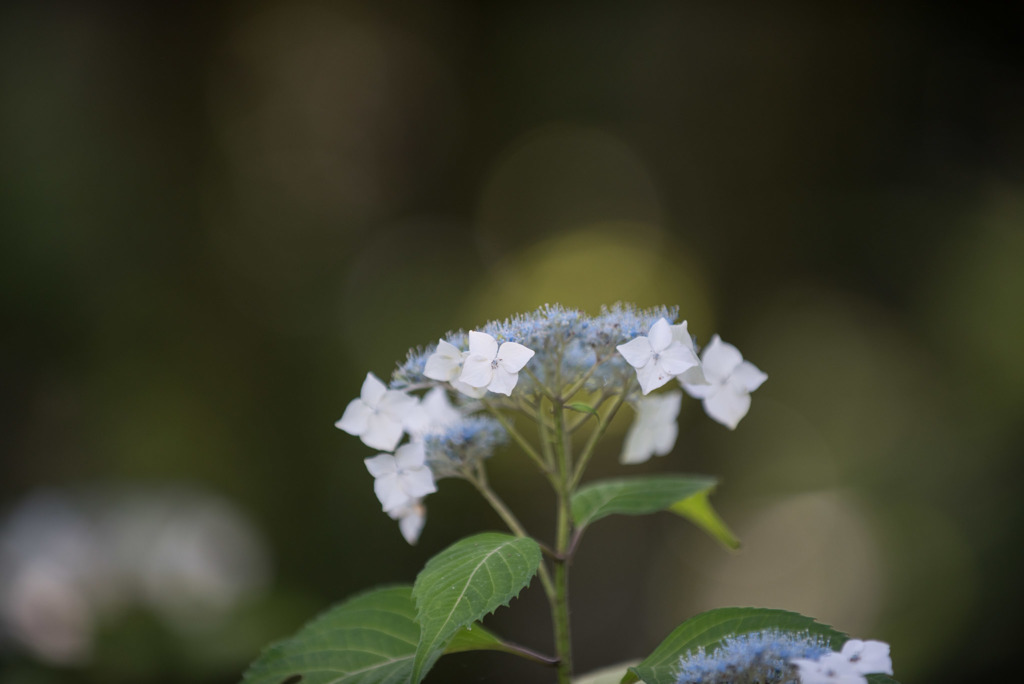 浄慶寺【額紫陽花】①20170617