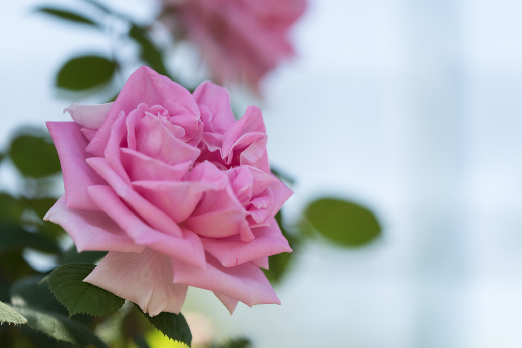 【大船植物園(コンラッド・フェルディナンド・メイヤー)】20150503