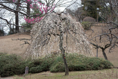 大倉山公園梅林【梅：白滝枝垂】20190217