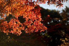 都内紅葉巡り【旧古河庭園：心字池周辺の紅葉】③20251128