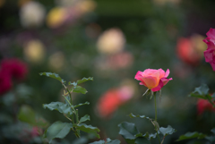 【花菜ガーデン(薔薇：グラナダ)】20161010