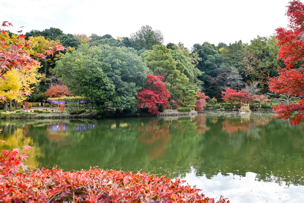 薬師池公園【薬師池と紅葉】②20251119