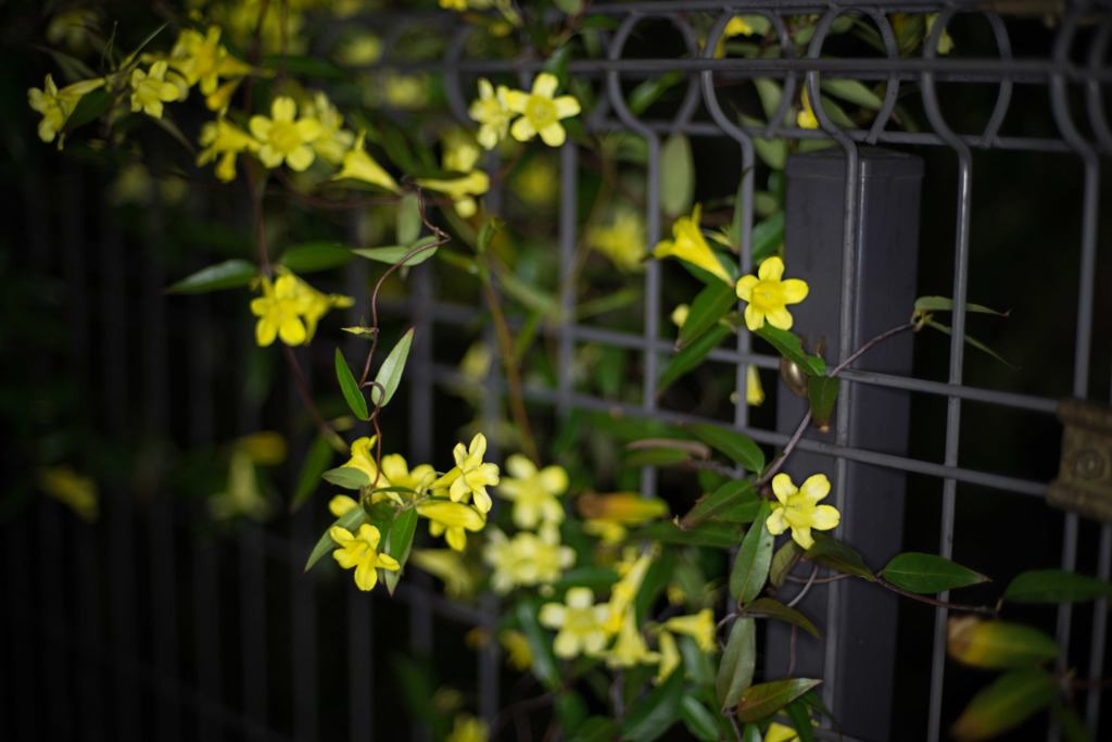 庭の花【カロライナジャスミン】20180413