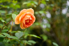 花菜ガーデン【秋パラ：パット・オースチン　】20251027