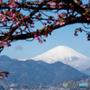 【松田山ハーブガーデン(富士山と河津桜)】20160207