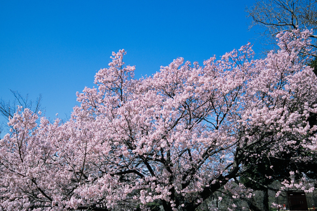 新宿御苑【サクラ：高遠小彼岸】②20200320
