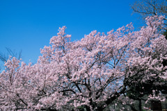 新宿御苑【サクラ：高遠小彼岸】②20200320
