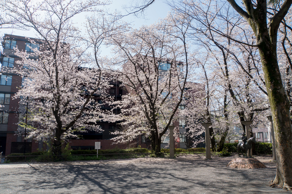 近所のサクラ【市ケ尾第三公園】②20200402