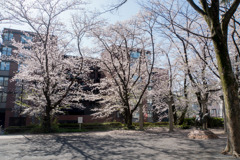 近所のサクラ【市ケ尾第三公園】②20200402