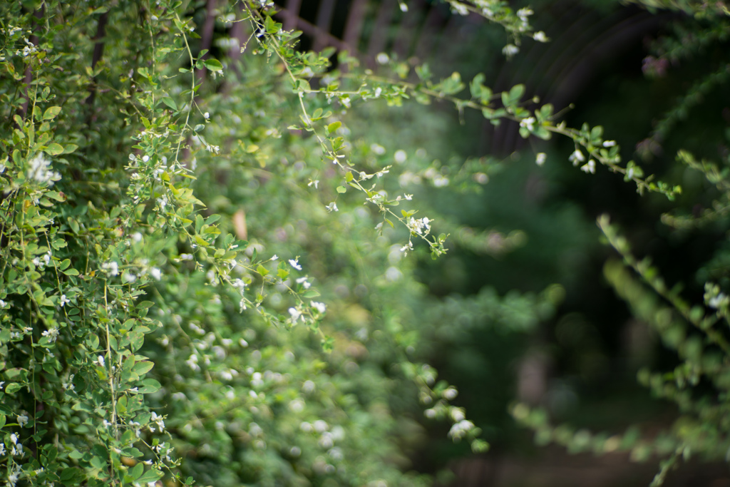 神代植物公園【萩の花（白系）】①20230920