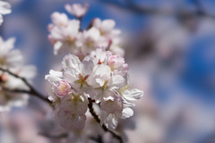 新宿御苑【サクラ：大樹白桜】⑦20200320