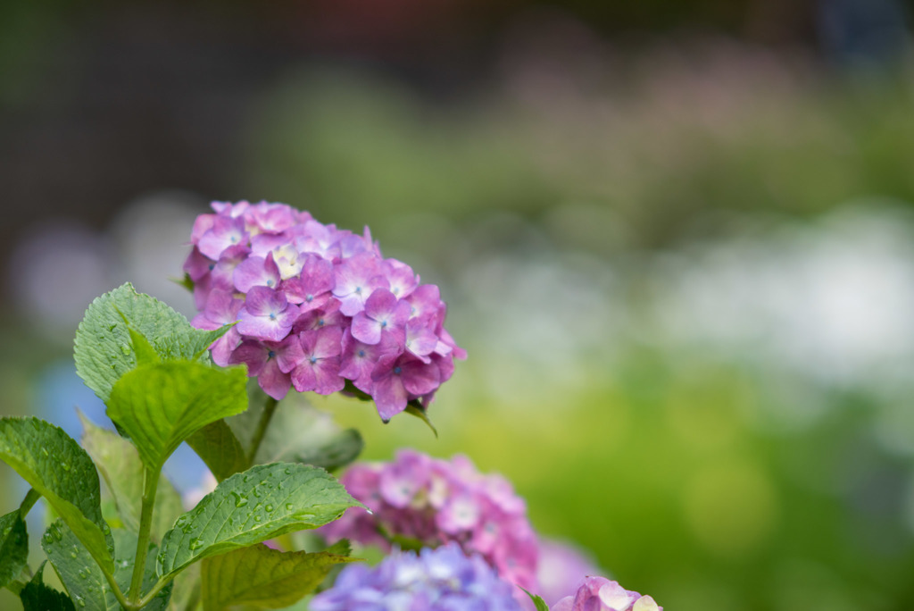 正覚寺【紫陽花】⑤20190608