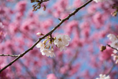 本牧山頂公園【桜：染井吉野】⑥20180324