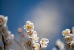 小田原フラワーガーデン【梅：十郎】③20170128