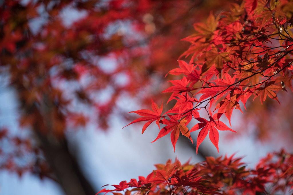 【薬師池公園(紅葉)】⑤20151121