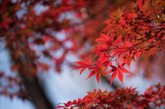 【薬師池公園(紅葉)】⑤20151121