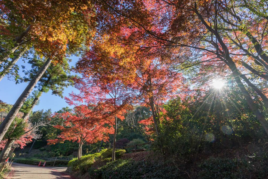 薬師池公園【旧荻野家手前の紅葉】③20181123