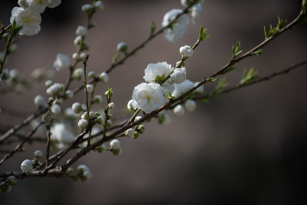 神代植物公園【ハナモモ：白八重】20180331