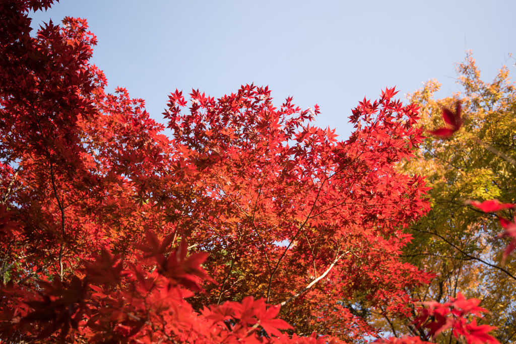 【ささぶねの道の紅葉】③20141123