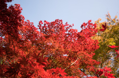 【ささぶねの道の紅葉】③20141123