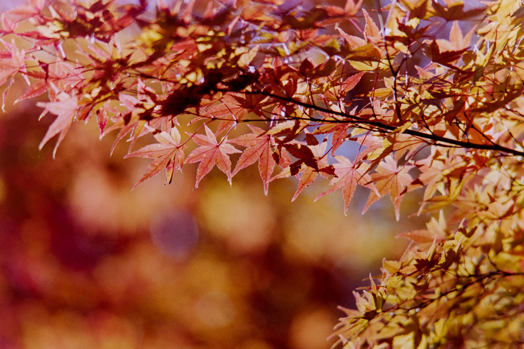 【ささぶねの小路沿いの紅葉】③20181125