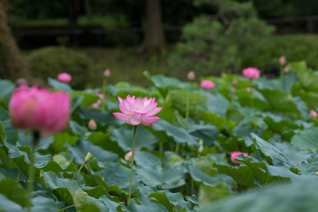 薬師池公園【大賀蓮】①20210711