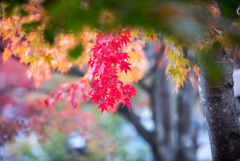 河口湖【もみじ回廊の紅葉】⑤20191117